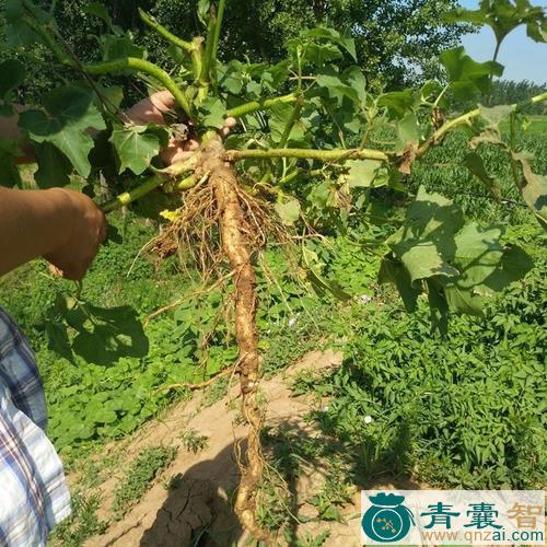 苍耳根的性味归经以及功效用法和注意事项-青囊智