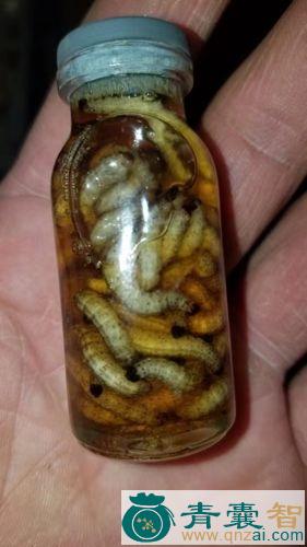 中药材苍耳虫图片