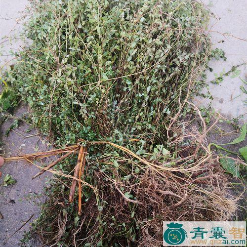 中药材苍蝇翅图片