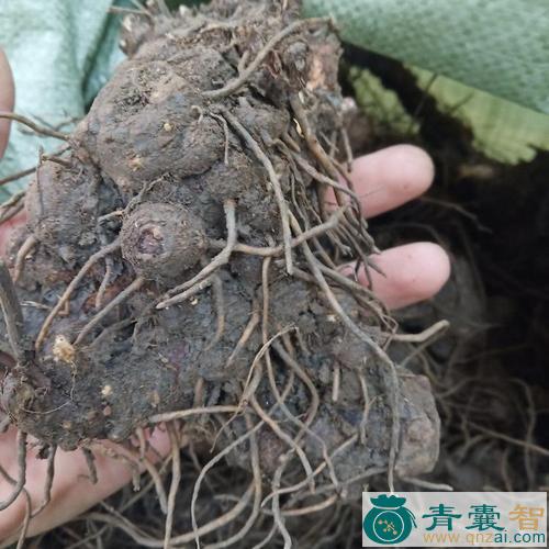 中药材苍郎种图片