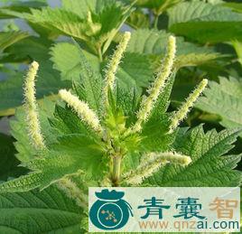 中药材苎花图片