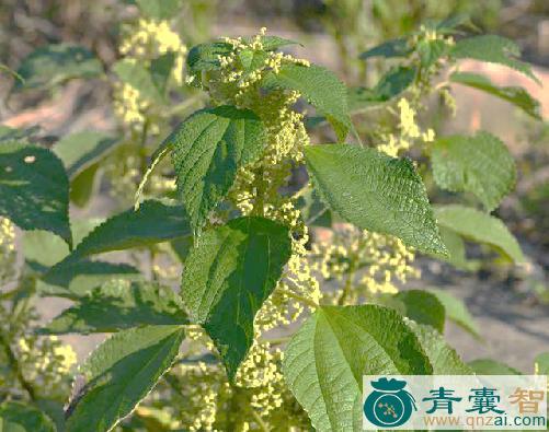 中药材苎麻梗图片