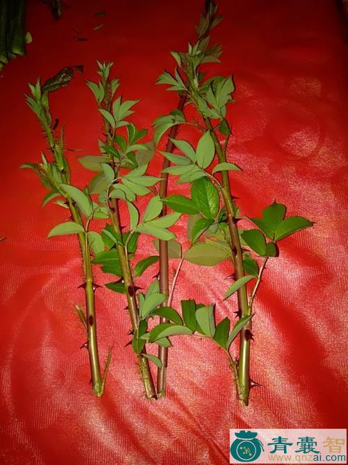 中药材苔哥刺图片