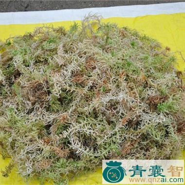 中药材苔水花图片