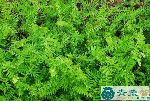 苕子菜的性味归经以及功效用法-青囊智