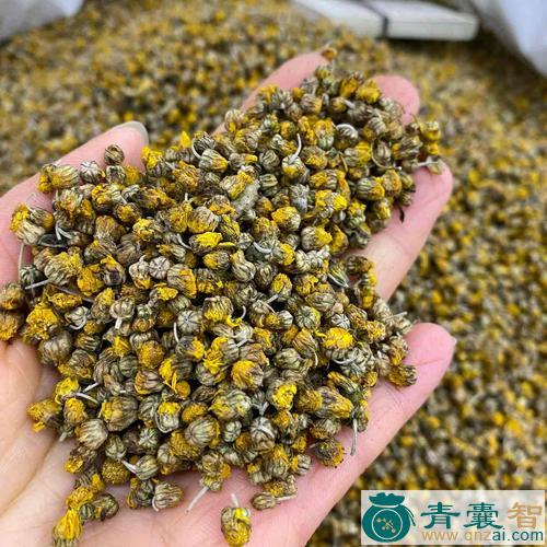 中药材苞壳菊图片