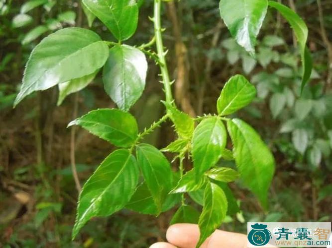 苦刺的性味归经以及功效用法-青囊智