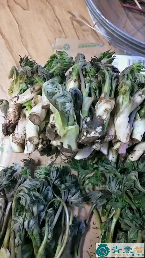 中药材苦力芽图片