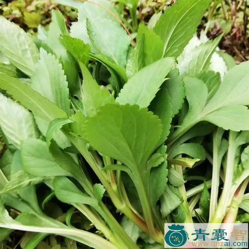 中药材苦叶菜图片