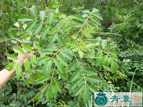 中药材苦木叶图片