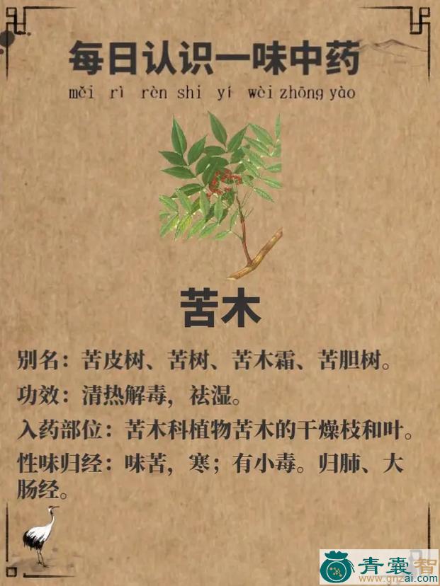 中药材苦木霜图片