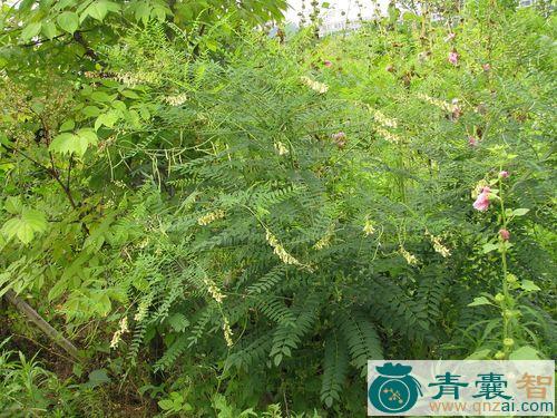 中药材苦杨图片