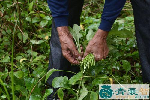 中药材苦爸菜图片
