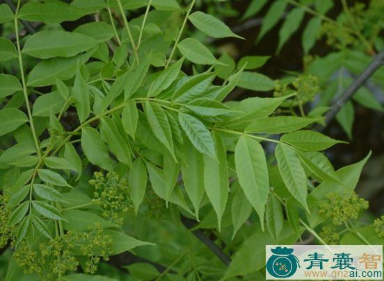 苦生叶的性味归经以及功效用法-青囊智