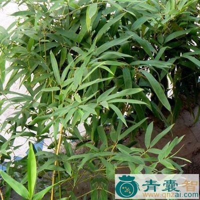 苦竹沥的性味归经以及功效用法-青囊智