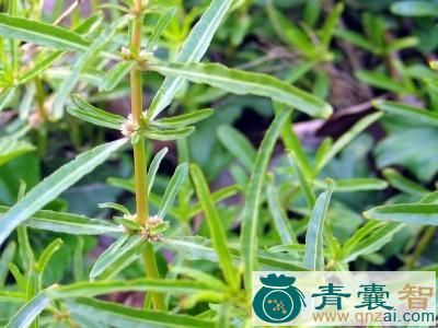 中药材苦节节花图片
