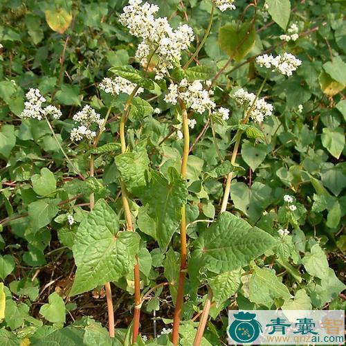 中药材苦芥图片