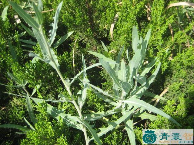 中药材苦芺图片