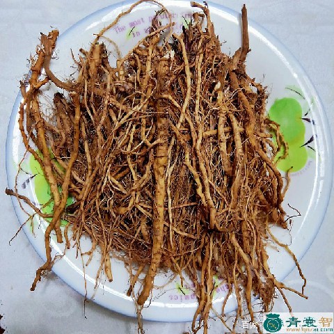中药材苦苣根图片