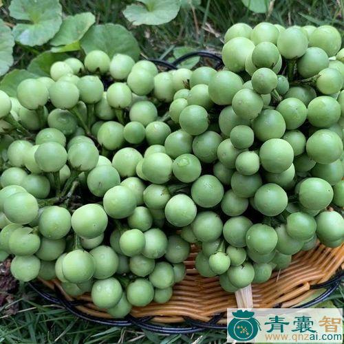 中药材苦茄图片