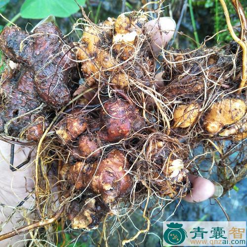 中药材苦荞麦根图片