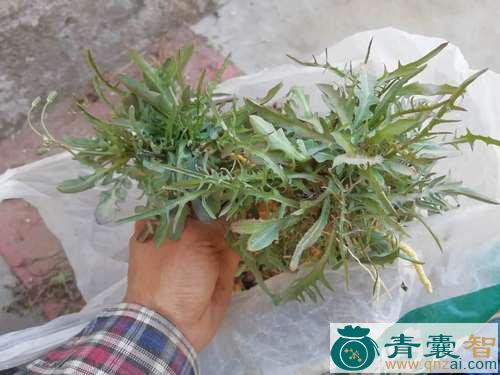 苦菜花子的性味归经-青囊智