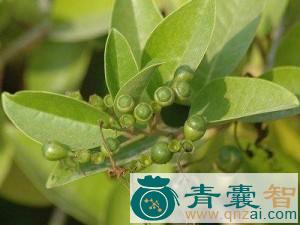 苦蓝盘的性味归经以及功效用法-青囊智