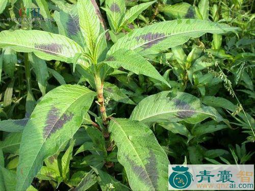 中药材苦蓼大马蓼图片