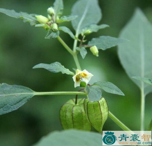 中药材苦蘵果实图片