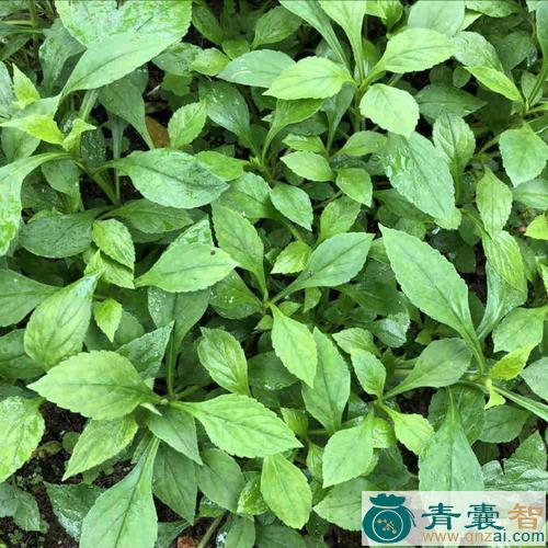 中药材苦连婆图片