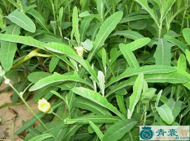 中药材苦麻赛葵图片