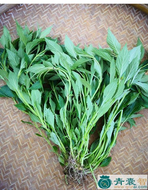 中药材苦黄草图片