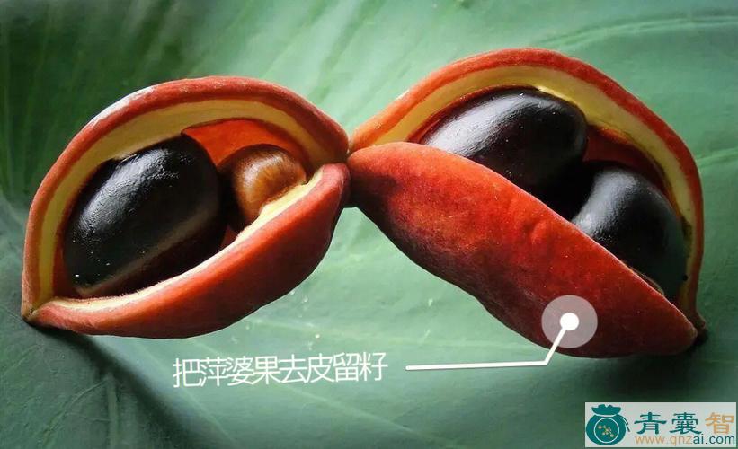苹婆壳的性状性味归经以及功效用法-青囊智