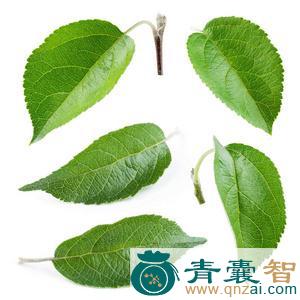 中药材苹果叶图片