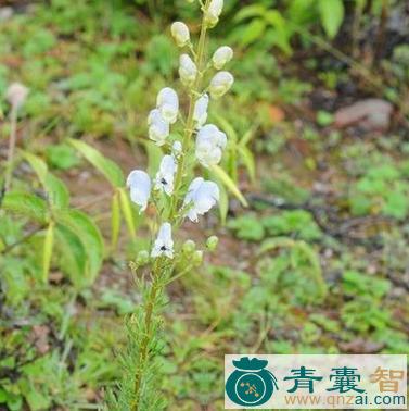 中药材茄叶一枝蒿图片