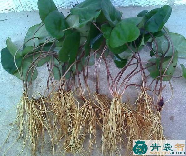 中药材茄叶细辛图片