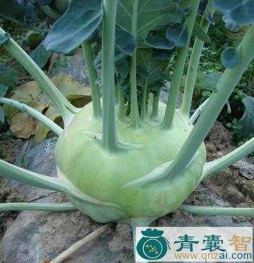 茄连的性味归经以及功效用法和注意事项-青囊智