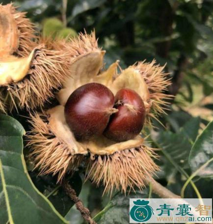 茅栗仁的性状性味归经以及功效用法-青囊智