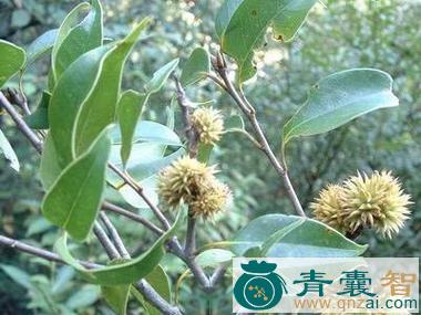 中药材茅栗叶图片
