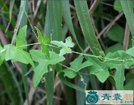 中药材茅瓜叶图片