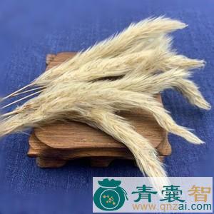 茅花的性状性味归经以及功效用法-青囊智
