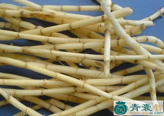 中药材茅芽图片