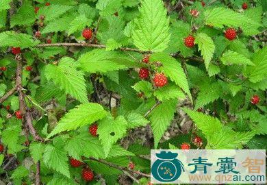 中药材茅莓图片