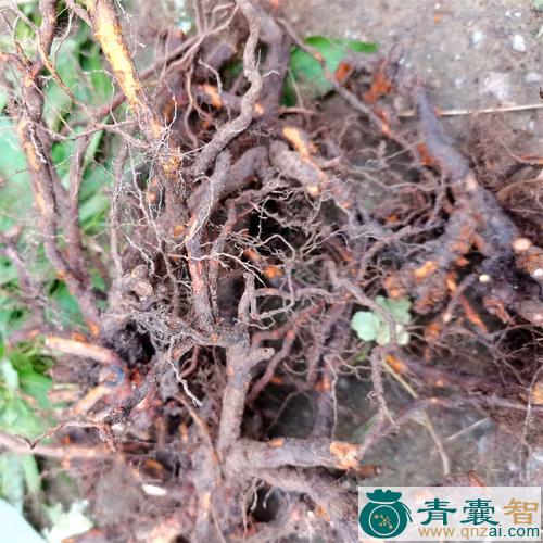茅莓根的性状性味归经以及功效用法和注意事项-青囊智