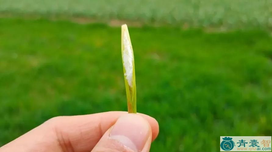 中药材茅针图片