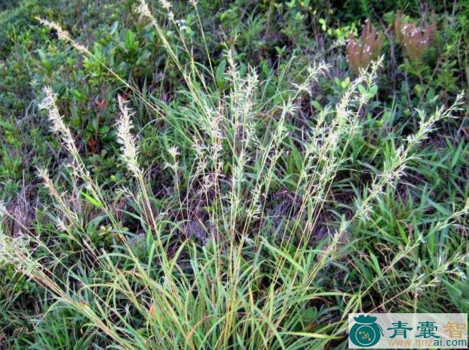 中药材茅香花图片
