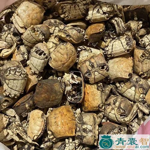 中药材茆图片