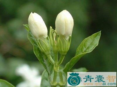 中药材茉莉叶图片
