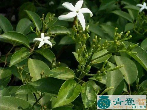 中药材茉莉藤图片