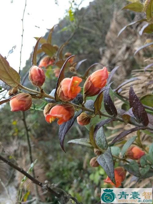 中药材茎花来江藤图片